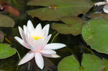 water lily background