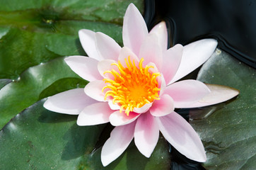 beautiful water lily
