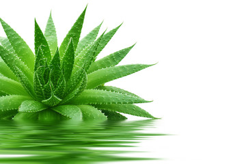 Fototapeta premium aloe