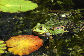 Teichfrosch