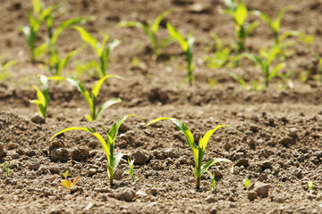 Mais, Maize