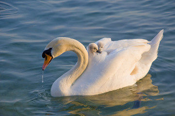 Schwan mit Jungen auf dem Rücken