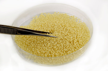 couscous in a petri dish