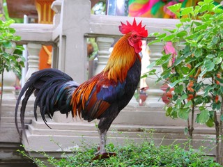free rooster