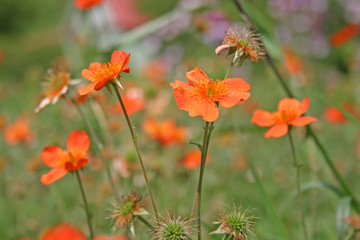 Fototapeta na wymiar Geum coccineum (Scarlet avens)