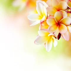 Zelfklevend Fotobehang Frangipani Tropical Spa-bloem. Plumeria. Rand ontwerp © Subbotina Anna
