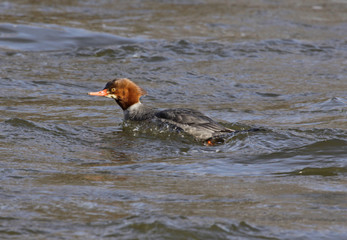 A female Common Merganser (Mergus merganser) swimming on the Grand River, in Kitchener, Ontario.