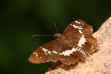 Fototapeta premium brown butterfly