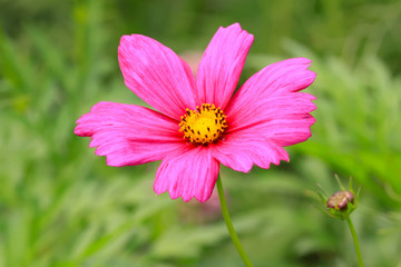 Fototapeta premium beautiful flowers