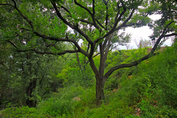 Fototapeta premium chestnut trees in a mountain slope