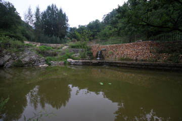 Obraz premium pond in the park