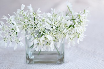 花瓶に生けたレースフラワー