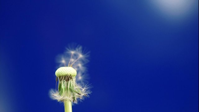 pusteblume