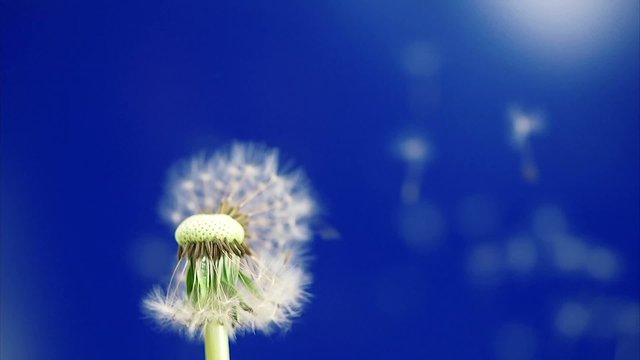 pusteblume
