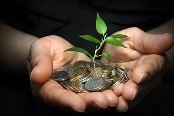 invest money concept with woman hands and plant