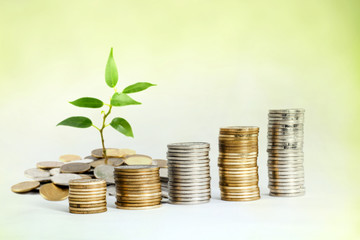 money stack and plant , saving concept