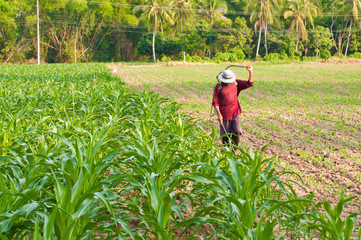 Naklejka na ściany i meble corn plant and farmer working in farm of thailand