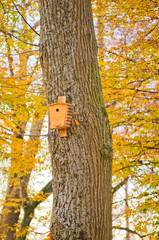 Bird house in autumn forest