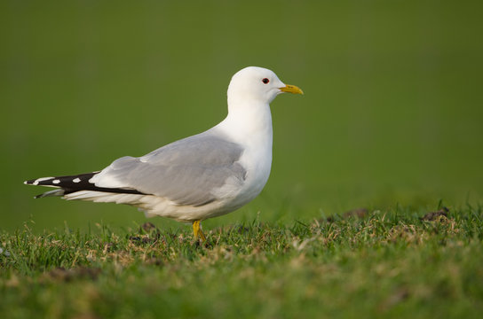 Sturmmöwe, Common gull, Larus canus