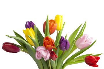 Bouquet of tulips isolated