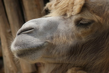 Fototapeta premium Bactrian Camel - Camelus bactrianus