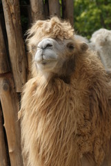 Obraz premium Bactrian Camel - Camelus bactrianus