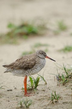 Rotschenkel, Common redshank, Tringa totanus