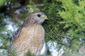 buteo lineatus, red-shouldered hawk