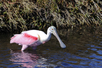 roseate spoonbill, platalea ajaja