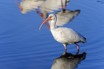 american white ibis, eudocimus albus