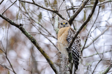 buteo lineatus, red-shouldered hawk
