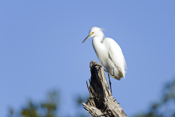 snowy egret, egretta thula