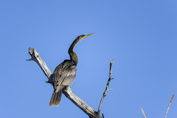 anhinga, anhinga anhinga, water turkey