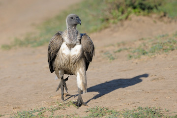African White-backed Vulture running on the ground.