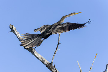 Obraz premium anhinga, anhinga anhinga, water turkey