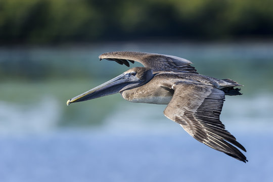 brown pelican, pelecanus occidentalis