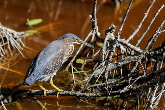 green heron,  butorides virescens