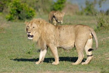 Male Lion with female in background.
