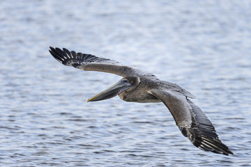 brown pelican, pelecanus occidentalis