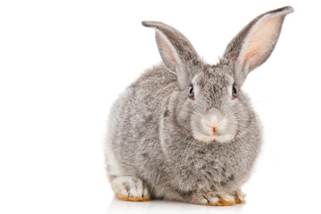 Gray rabbit