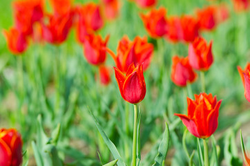 Flowers tulips in the garden