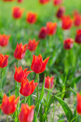 Obraz premium Flowers tulips in the garden