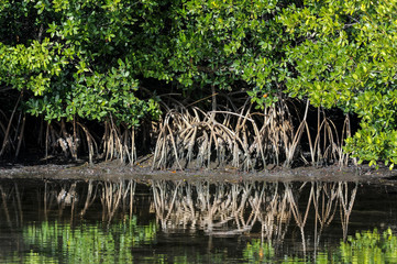 red mangrove, rhizophora mangle