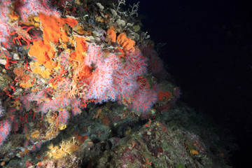 Naklejka na ściany i meble czerwony koral nurkowanie