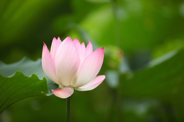 Obraz premium Lotus Flower