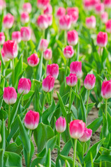 Flowers tulips in the garden