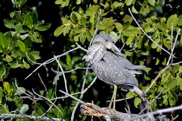black-crowned night heron, nycticorax nycticorax