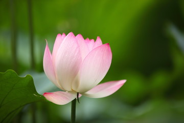 Fototapeta premium Lotus Flower