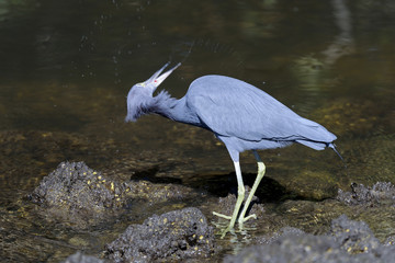 egretta caerulea, little blue heron