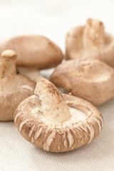 Shitake mushroom